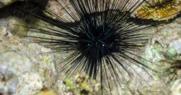 Long Spined Sea Urchin (Diadema antillarum) Caribbean