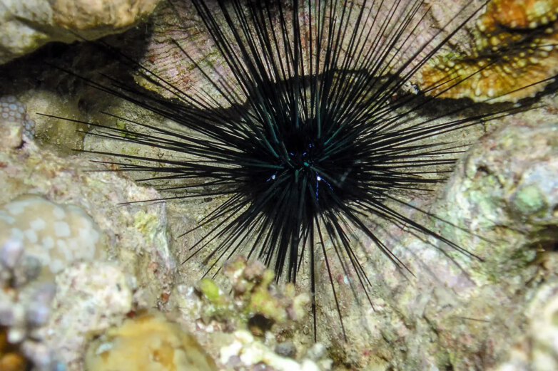 Long Spined Sea Urchin (Diadema antillarum) Caribbean